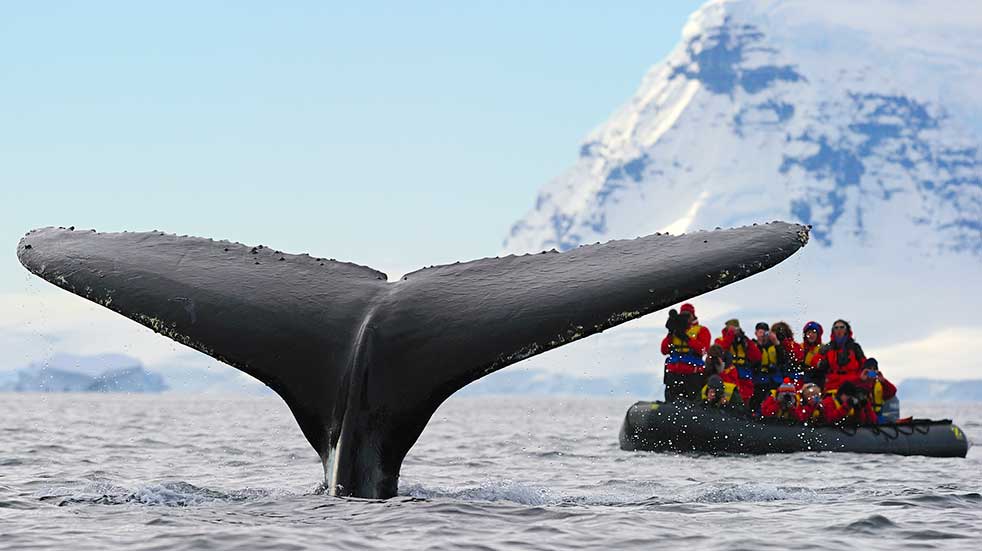 Winter experiences humpback whale